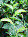 紅茶の木の写真