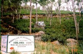 紅茶農園の写真